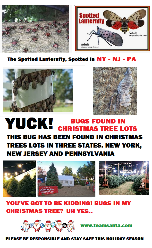 A Ravenous Creature, The Spotted Lanternfly, Now Spotted In New York Too. Safety Concerns Continue to Grow About Live Christmas Trees