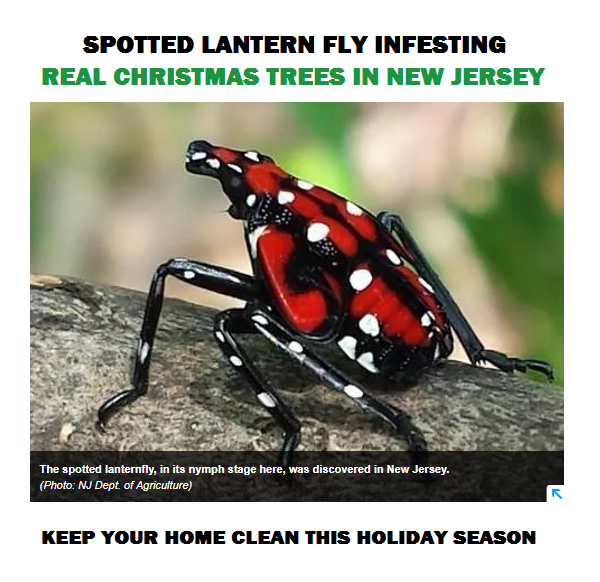 Lantern Fly Finds Way Into Your Home Through Real Christmas Trees
