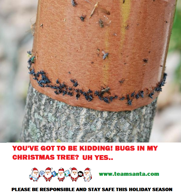 “Destructive Invasive Pest” Christmas Tree Farms in Five States Being Bugged by the Spotted Lanternfly