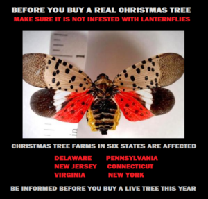 Spotted Lanternflies Can Infest Your Home Through A Live Christmas Tree