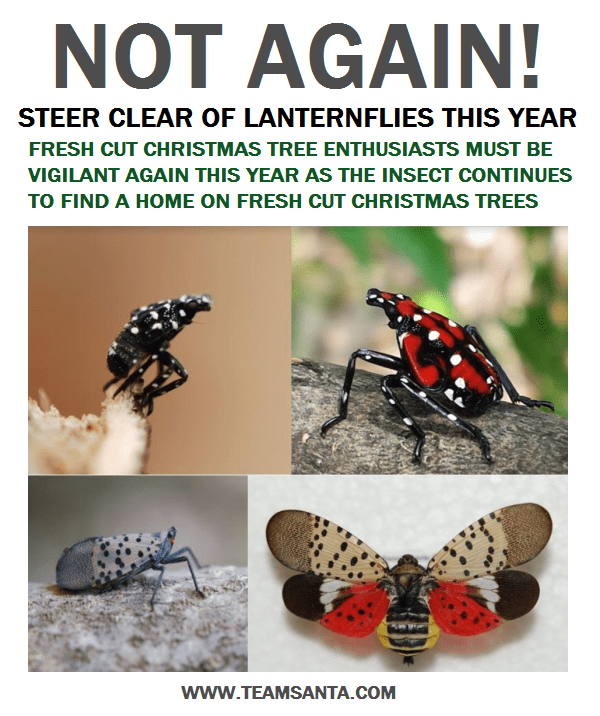 Dangerous Crop Destroying Lanternfly Has Now Spread to Seven N.J. Counties. Kill It If You See It
